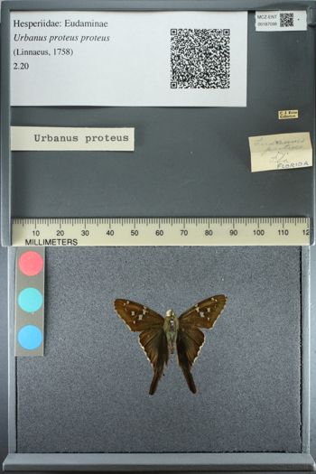 Media type: image;   Entomology 187098